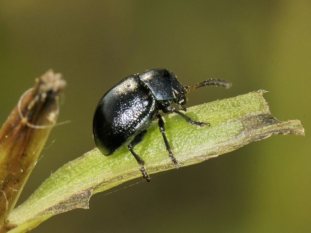 Colasposoma dauricum,  Crisomelide esotico